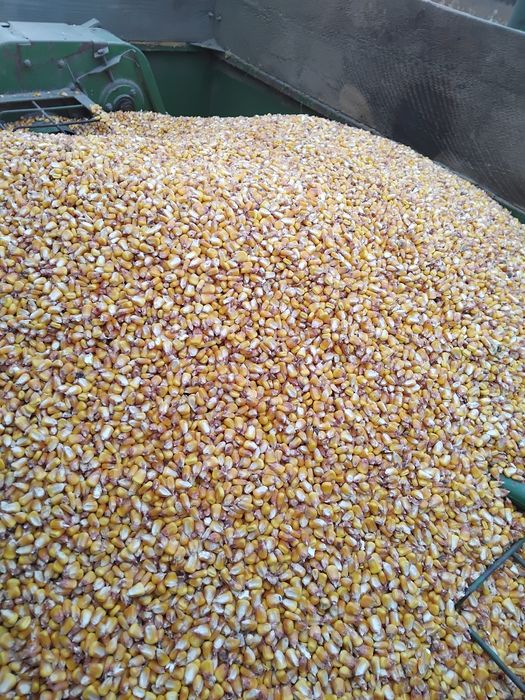 Vând porumb cu umiditate 16 .1leu kg