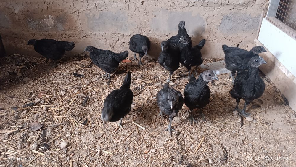 Ухаюл Жужалари 11 Дона 55 кунлик