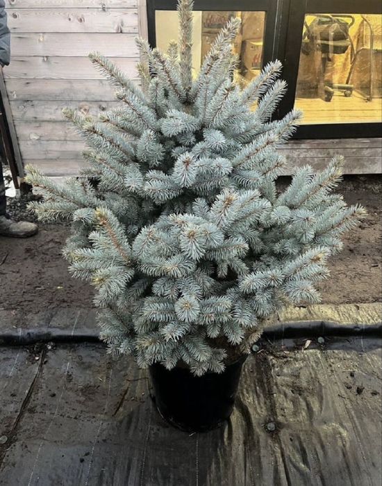 Голубая ель в горшке