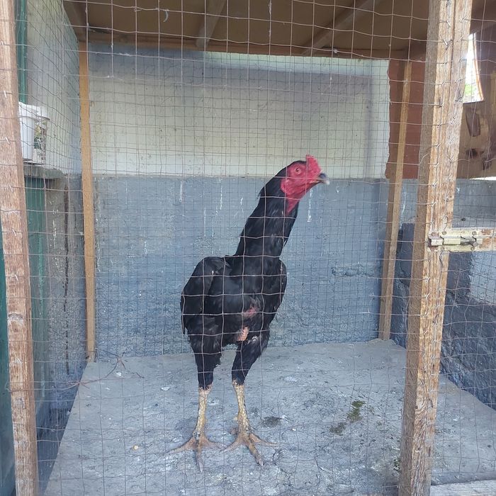 Корейц июнски крупный