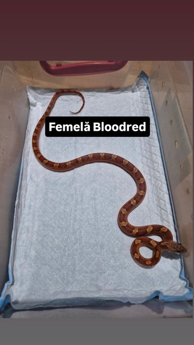 Serpi Corn Snake