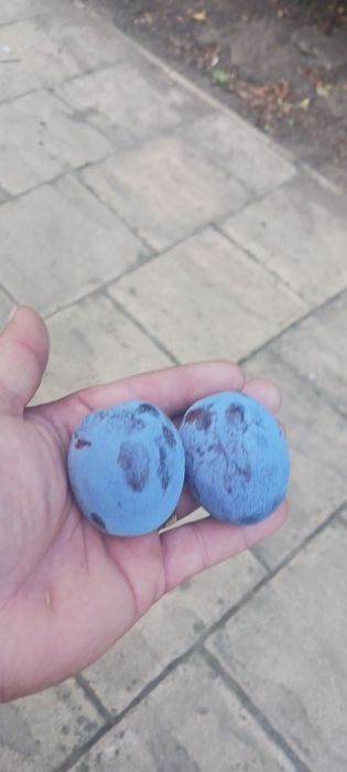 Prune sanatoase si curate din livada proprie în Curtici