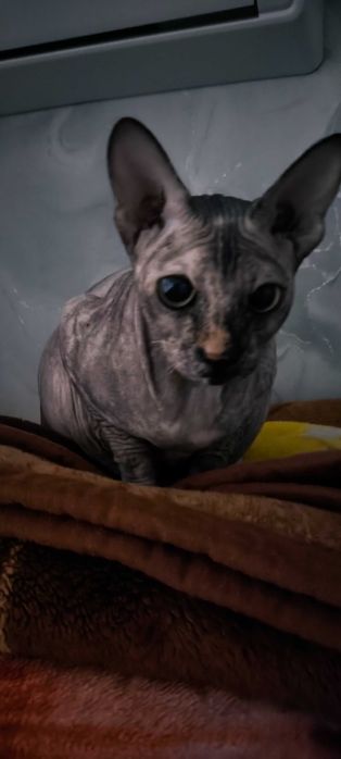 Кот сфинкс (3 года)