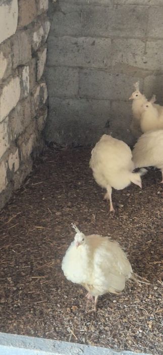 Продам белых павлинов