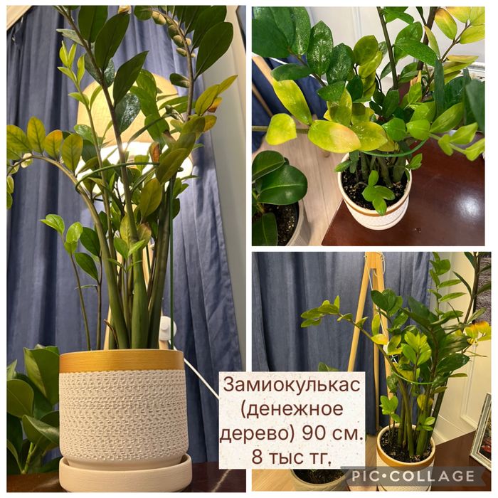 Комнатные растения: