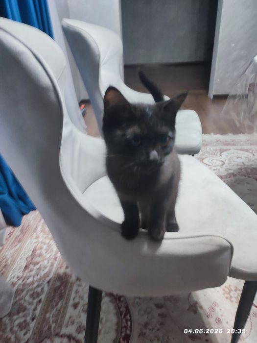 Котёнка в добрые руки