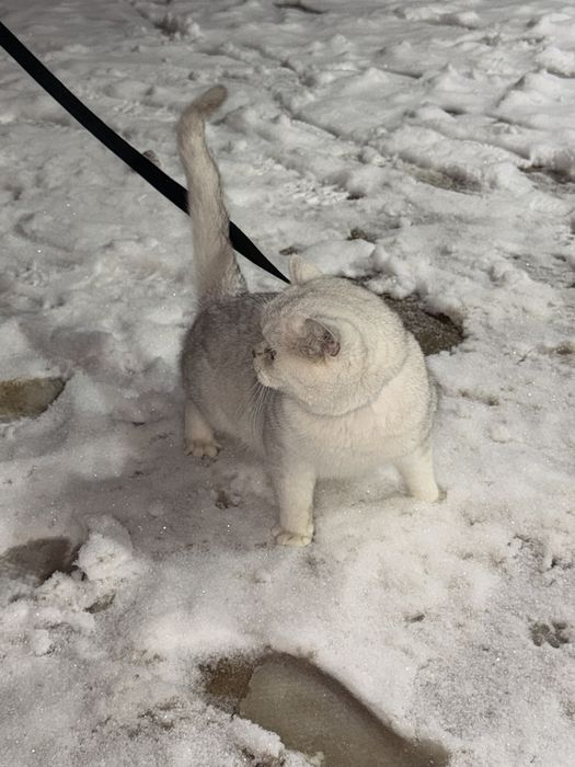 Vyazkaga Britan serbrstiy shinshilla n11