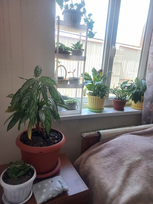 Домашние цветы,  разные