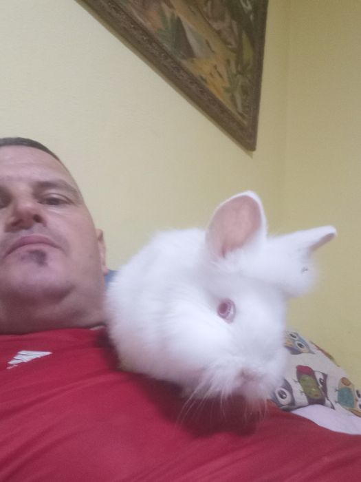 Vand sau schimb iepurasi cap de leu