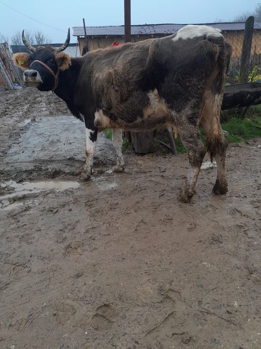 Vand vaca cu vitel an burta  are si lapte