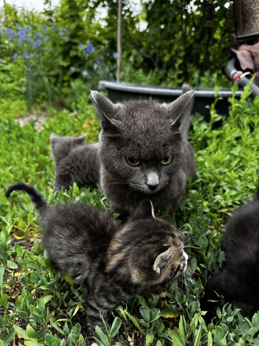 Отдам котят в добрые руки