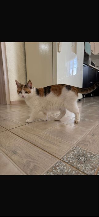 Отдам котенка в добрые руки