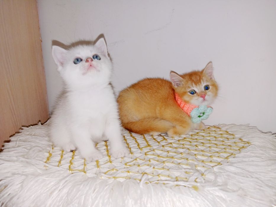 Золотой и серебристый Поинт