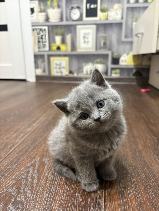 Продается котенок шотландка девочка