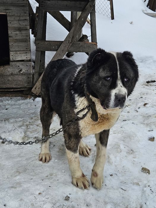 Отдам в хорошие руки