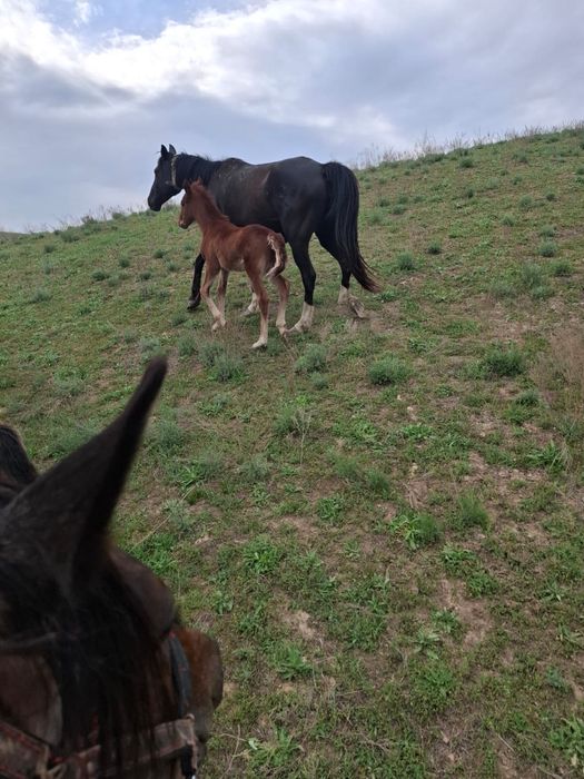 Құлынды бие сатылады