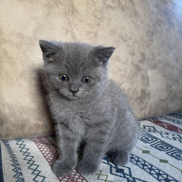 Чиройли уйинкарок фольд ва страйт британский мушукча сотилади