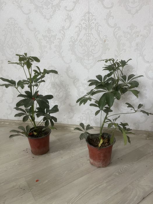 Комнатные растения