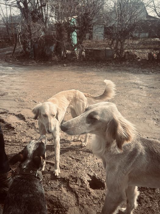 Срочно продам тазы