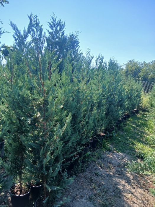 Leylandii gard viu oferta 75 ron