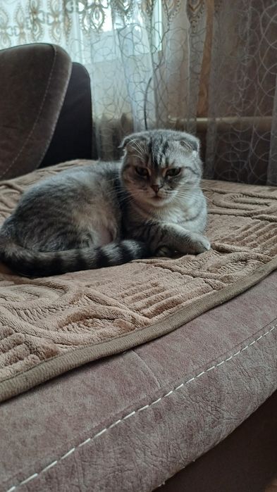 Продам котят  британцев