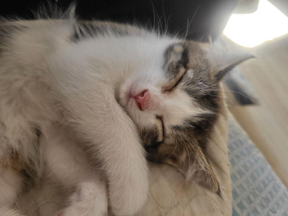 Отдам котенка девочку в добрые руки