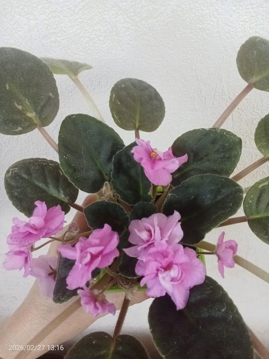 Фиалки 1000тг цветут