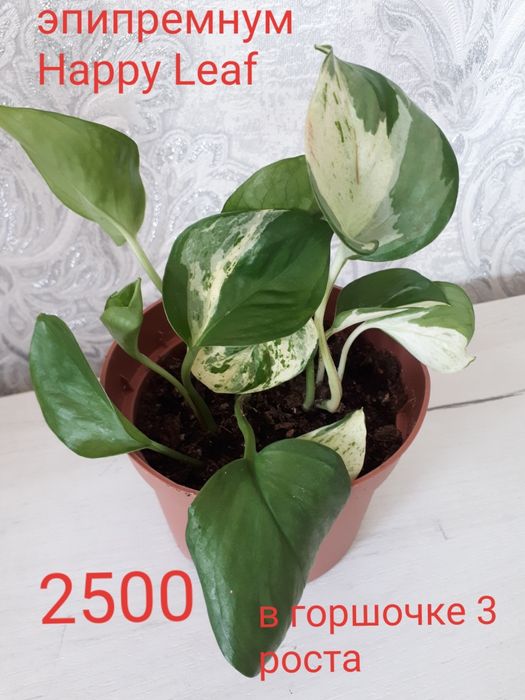 Комнатные цветы разные