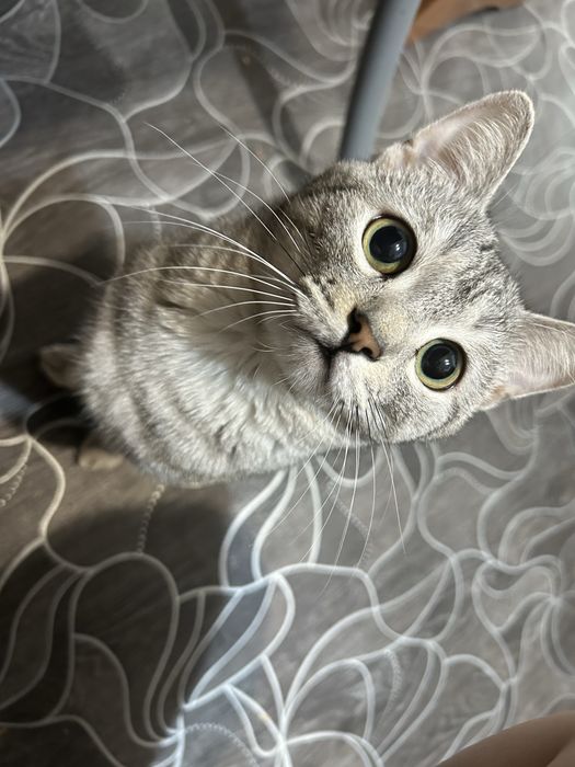 Отдам кота в добрые руки
