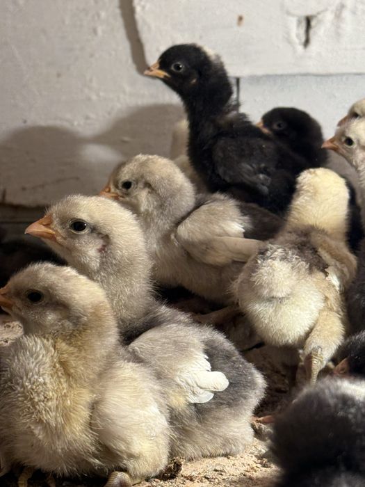 Продам цыплят породы плимутрок