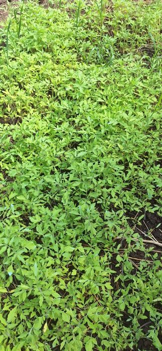 Vand rasaduri romanesti de rosii Rila si castraveti Cornichon