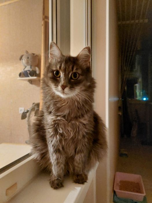 Ищет дом кошечка