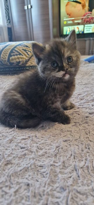 Продам котенка британка