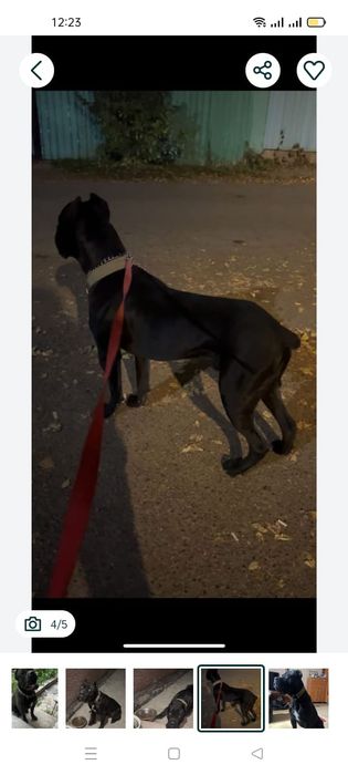 Кане Корсо Продам