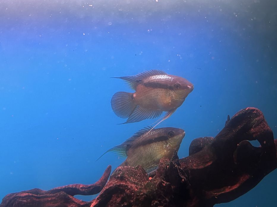 Продам мезонаута фестивус