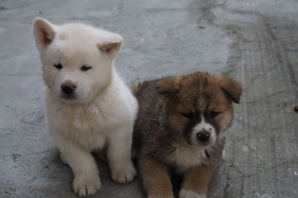 Pui de akita cauta o casuta noua