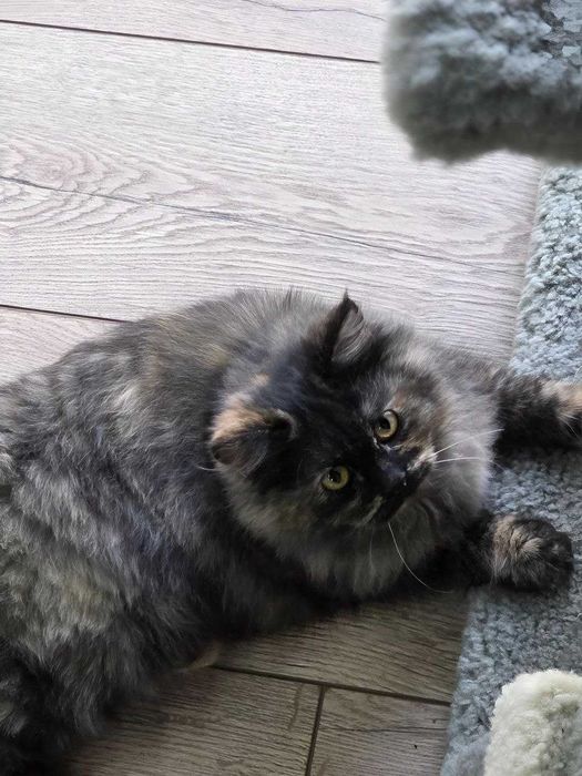 Подарю домашнюю кошечку