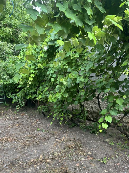 Casa in centru cu gradina in zona centrala