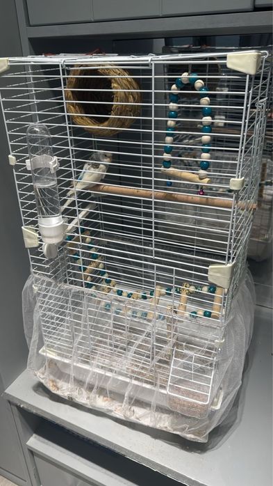 Продам папугая в клетке