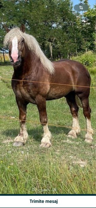 Vând mânză – 6 luni rasă grea (Ardenez)