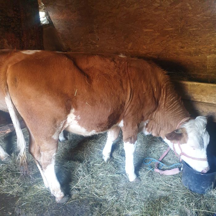 Juninca in varsta de  15  luni frumoasa ingrijita in jur de 350-400 kg