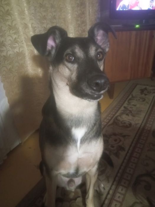 Пёс Семён ищет новый дом!