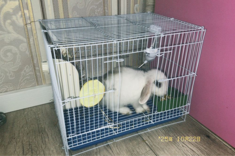 декоротивный кролик