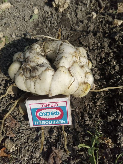 Продам луковицы лилии,сорт азиатка