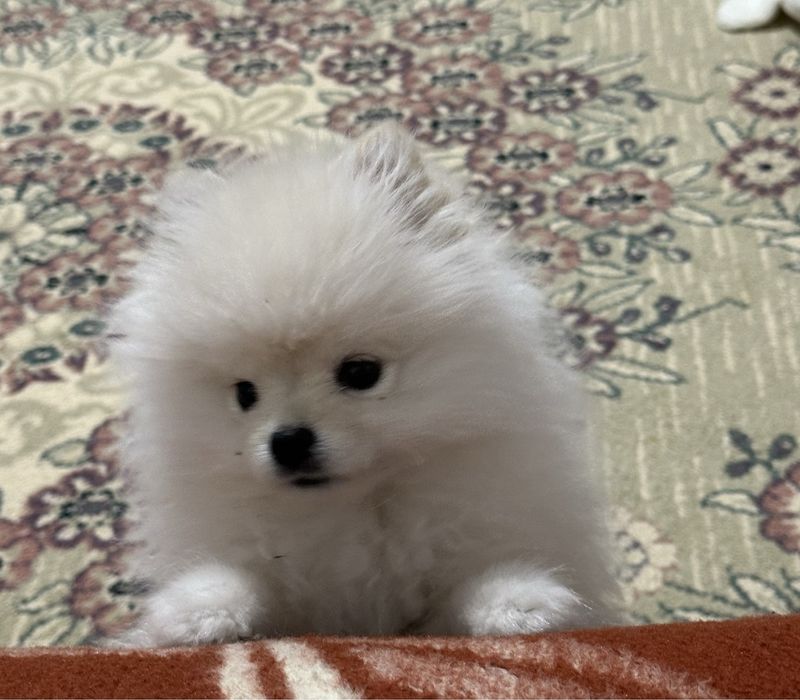 Продам померанского шпица