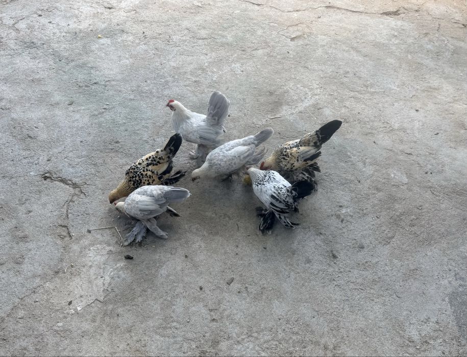 Холандска гащата бантамка