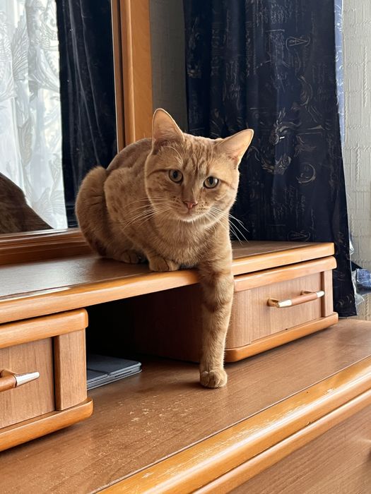 Пропал кот!!! В Районе 8 Микрорайона