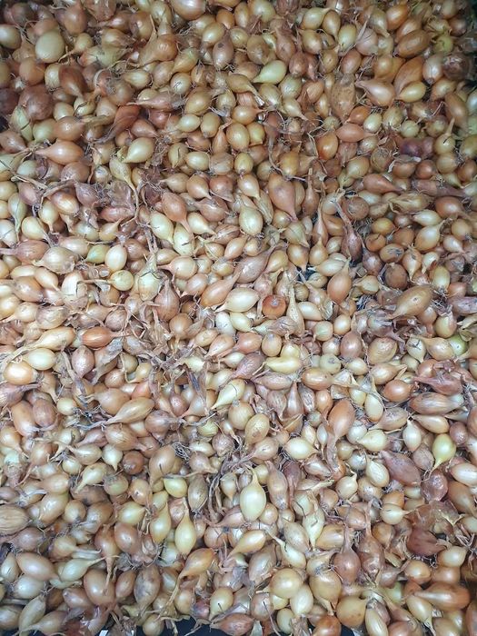 Vand arpagica super calitate