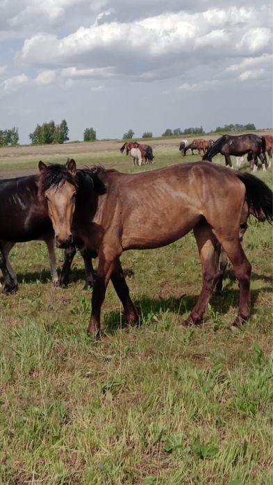 Продам жеребую кобылу