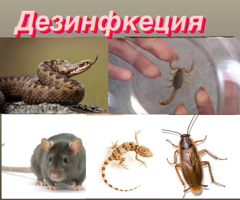 Дезинфекция от всех насекомых змей скорпион ящерица Крис таракан